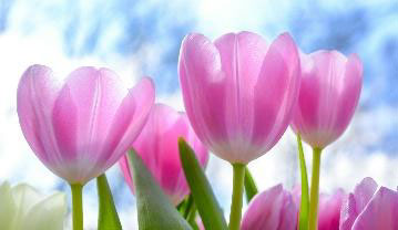 Cheshire Newsletter flower photo