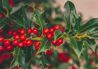 Cheshire Newsletter flower photo