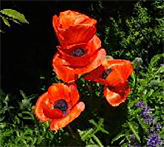 Cheshire Newsletter flower photo