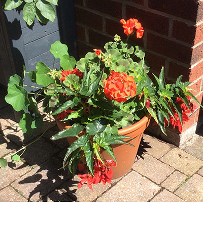 A plant that our plantsman, Brian Lowe, has provided to Hale Barns Flower ClubA plant that our plantsman, Brian Lowe, has provided to Hale Barns Flower Club